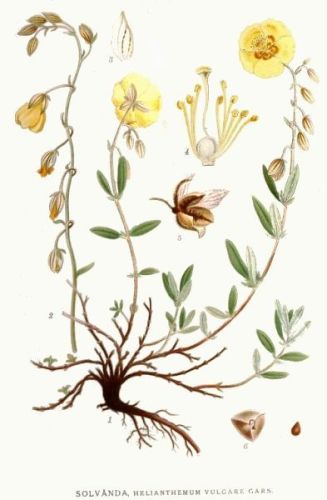 Rock-Rose - Helianthemum vulgare - солнцецвет обыкновенный